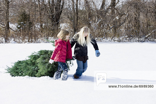 Girls Dragging Christmas Tree through Snow