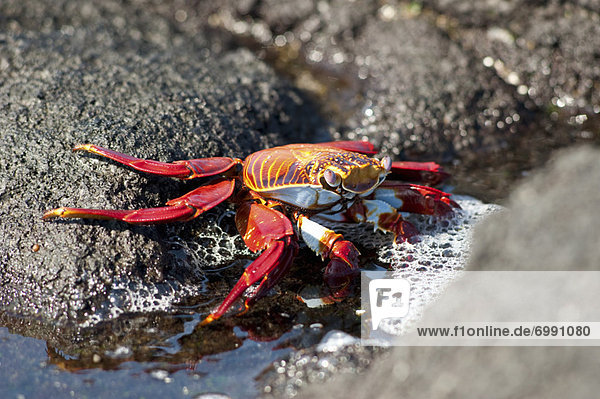 Sally Lightfoot Crab  Galapagos Islands  Ecuador