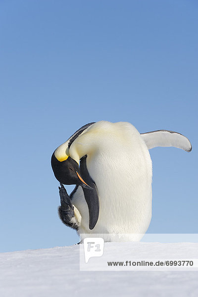 Kaiserpinguin, Aptenodytes forsteri