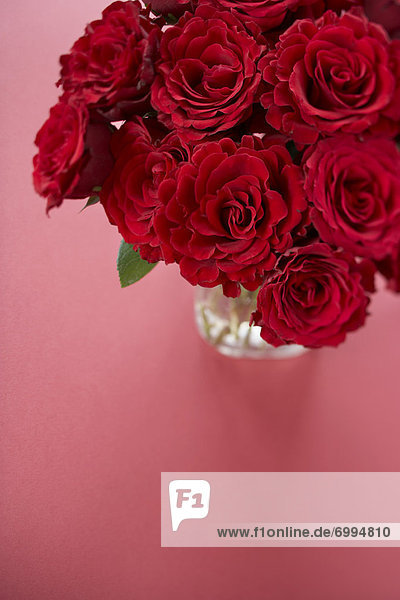 rot  Rose  Blumenvase