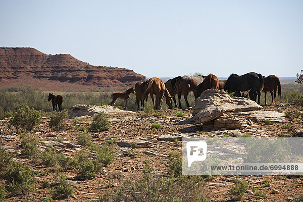 Horses Grazing  Eastern Arizona  USA