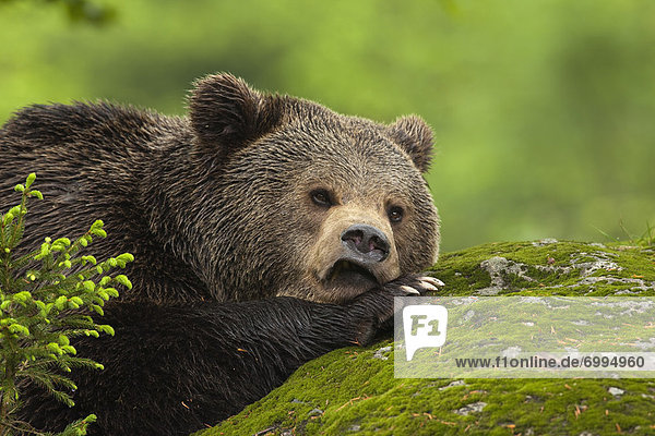 Male Brown Bear Resting on Rock  Bavarian Forest National Park  Bavaria  Germany