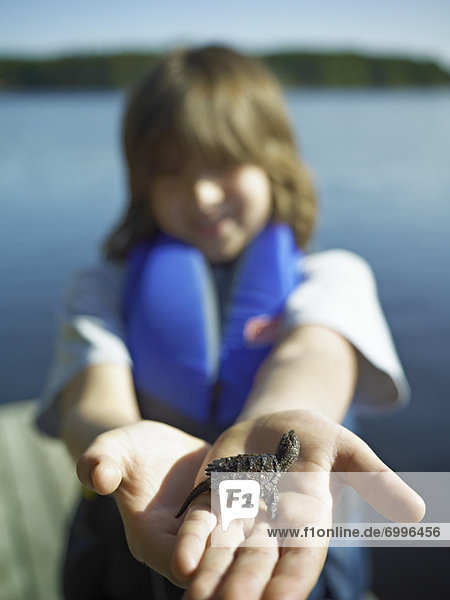 Boy Holding Baby Snapping Turtle Cache Lake Algonquin Park Ontario Canada