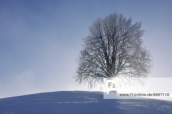 bedecken Baum Hügel Limette Schnee Schweiz Kanton Zug