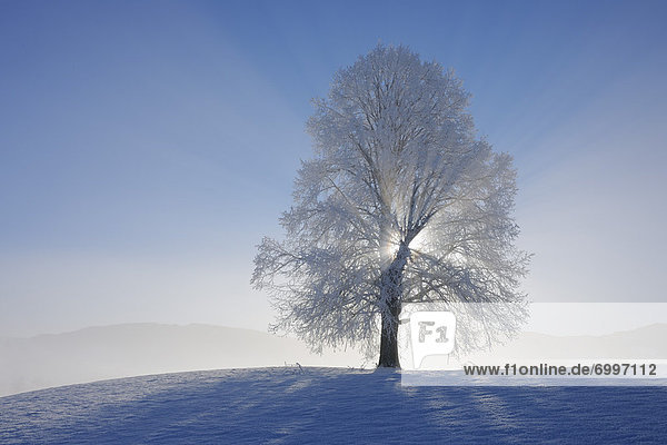 Sonnenstrahl bedecken Baum Limette Schnee Schweiz Kanton Zug