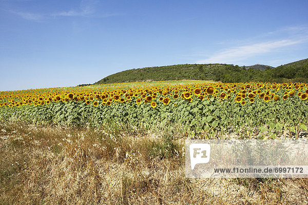 Frankreich  Aude  Sonnenblumenfeld  Languedoc-Roussillon