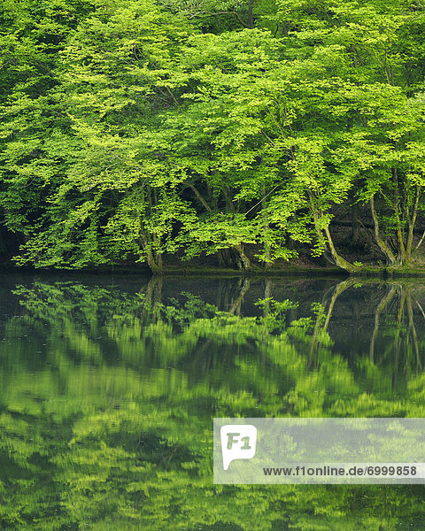Forest Reflected in Lake  Odenwald  Hesse  Germany