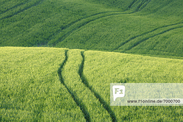 Close up of Wheat Field with Tire Tracks  Pienza  Val dOrcia  Siena Province  Tuscany  Italy