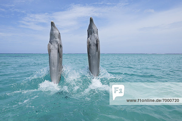 rückwärts  Delphin  Delphinus delphis  schwimmen  Großer Tümmler  Große  Tursiops truncatus  Bay islands  Karibisches Meer  Honduras  Roatan