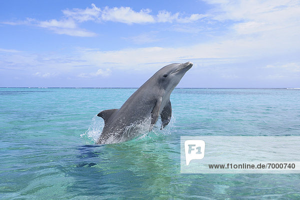 Delphin  Delphinus delphis  Wasser  Großer Tümmler  Große  Tursiops truncatus  Bay islands  Karibisches Meer  Dalbe  Honduras  Roatan