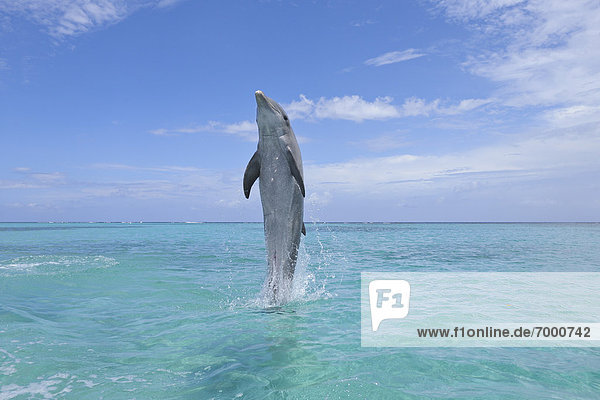 Delphin  Delphinus delphis  rückwärts  schwimmen  Großer Tümmler  Große  Tursiops truncatus  Bay islands  Karibisches Meer  Dalbe  Honduras  Roatan