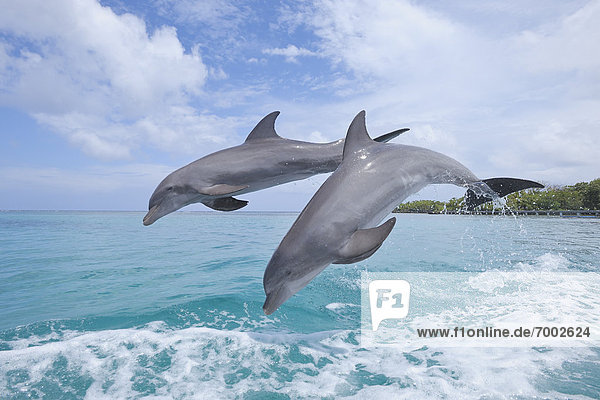 Meer  springen  Delphin  Delphinus delphis  Großer Tümmler  Große  Tursiops truncatus  Bay islands  Honduras  Roatan
