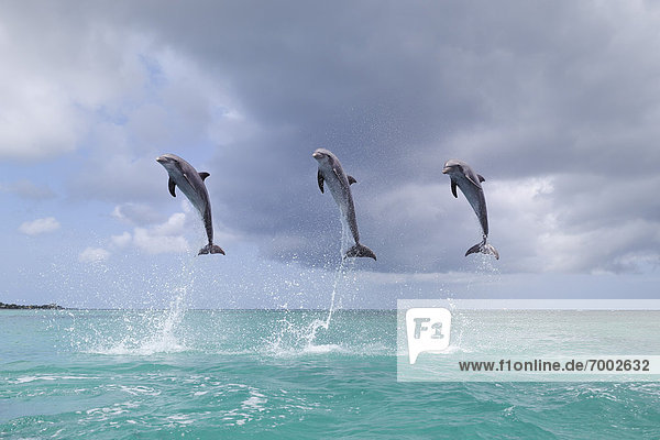 Meer  springen  Delphin  Delphinus delphis  Großer Tümmler  Große  Tursiops truncatus  Bay islands  Honduras  Roatan
