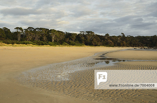 Shore at Anderson Bay  Bridport  Tasmania  Australia