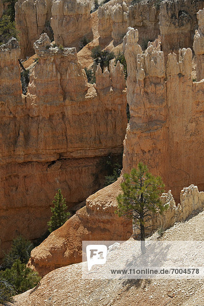 Bryce Canyon National Park  Utah  USA
