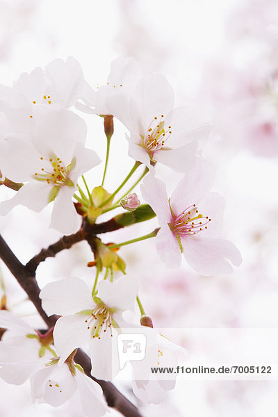 Close-up of Akebono Cherry Tree Blossom  Washington  D.C.  USA