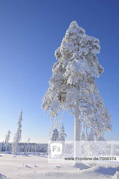 Kuusamo  Northern Ostrobothnia  Oulu Province  Finland