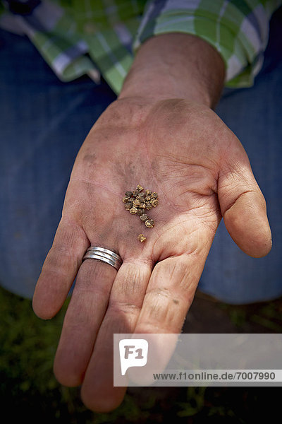 Close-up of Gardener holding Seeds