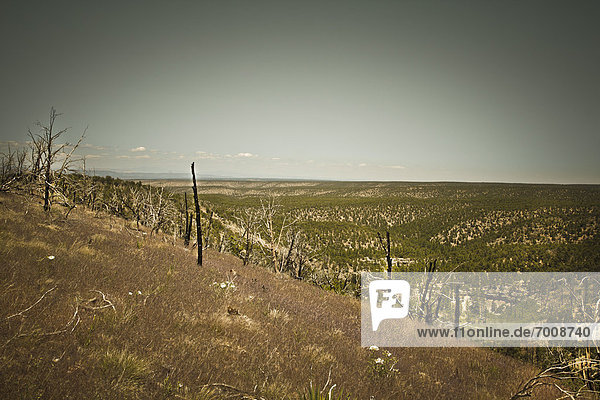 Kaibab National Forest Arizona USA