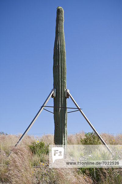 Unterstützung  Saguaro  Kaktus