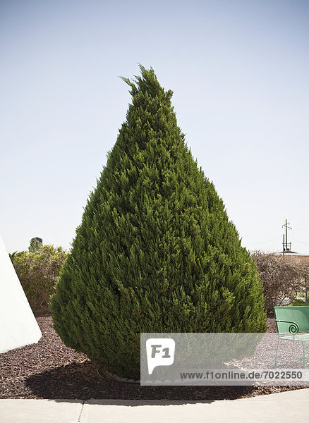 kegelförmig  Kegel  Baum  immergrünes Gehölz  Form  Formen