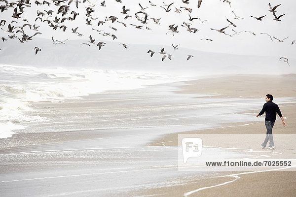 Young man walking on sandy beach  flock of birds flying