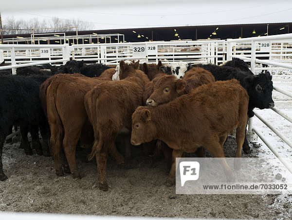 Calves Inside Fences
