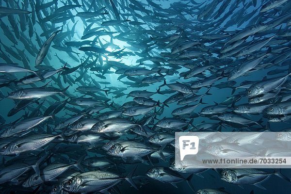 Schwarm von Großaugen-Makrelen (Caranx sexfasciatus) am Wrack der Liberty  Tulamben  Bali  Indonesien  Pazifik  Unterwasseraufnahme Fischschwarm Unterwasseraufnahme
