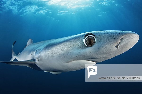 Blauhai (Prionace glauca)  Cape Point  Kapstadt  Südafrika  Atlantik  Indischer Ozean  Unterwasseraufnahme