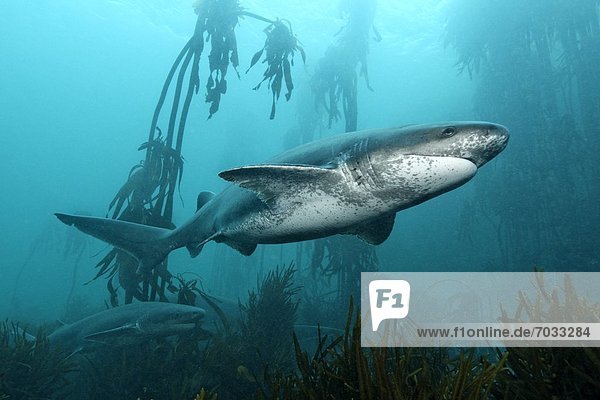 Breitnasen-Siebenkiemerhaie (Notorynchus cepedianus)  bei Simons Town  Kapstadt  Südafrika  Atlantik  Unterwasseraufnahme