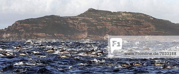 Große Gruppe Schwarzdelfine (Lagenorhynchus obscurus) vor Cape Point  Südafrika