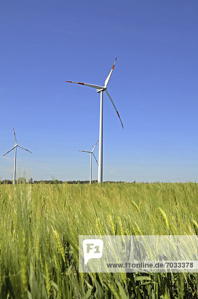 Wind turbines in a cornfield  Mecklenburg-Western Pomerania  Germany
