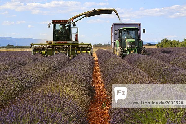 Lavendelernte in Valensole  Provence  Frankreich