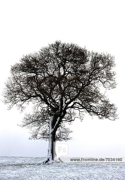 Baum  Feld  Einsamkeit