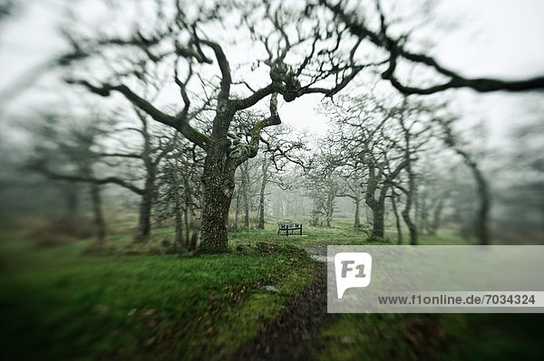 Eerie Fog Shrouded Park