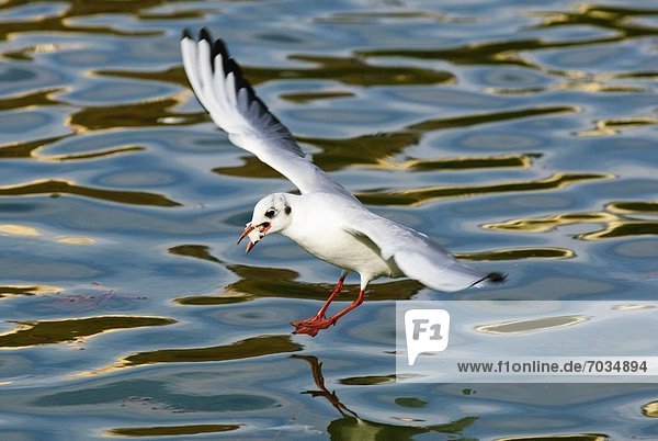 Seagull Landing On Water