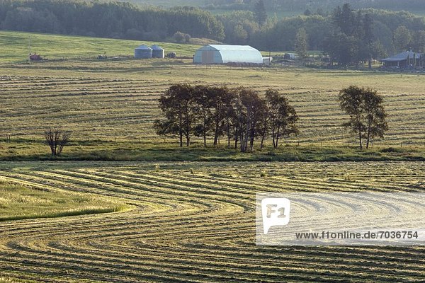 Harvest Lines In Cut Field  Alberta  Canada