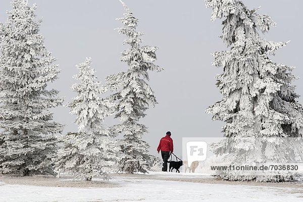 Walking Dogs In The Snow  Calgary  Alberta  Canada