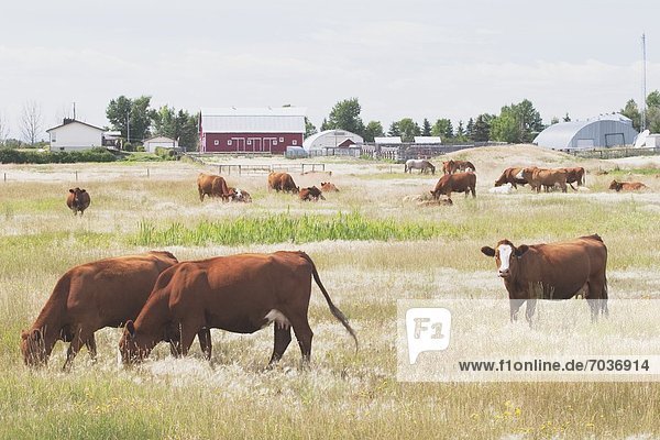 Cattle Grazing In A Field