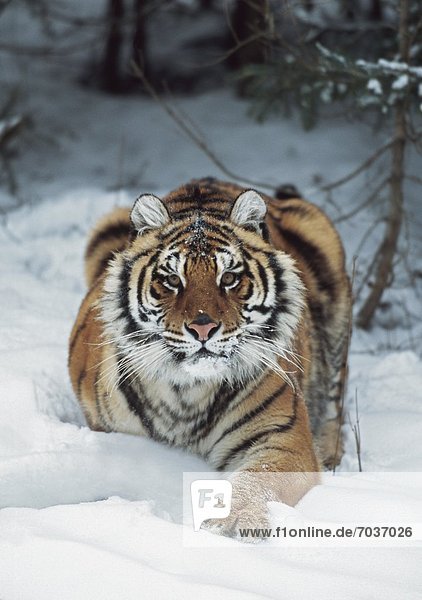 Raubkatze  Tiger  Panthera tigris  pirschen  Schnee