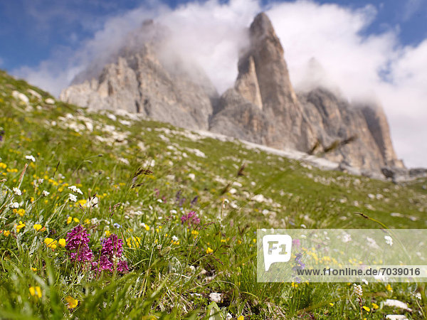 The peaks of Tre Cime di Lavaredo with a colourful alpine meadow  Dolomiti di Sesto National Park  Sexten Dolomites  Hochpustertal  High Puster Valley  South Tyrol  Italy  Europe