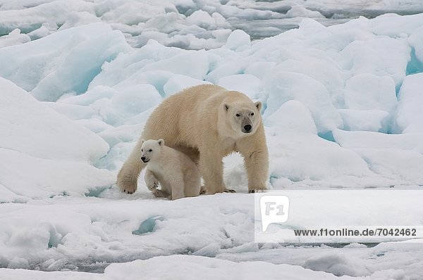 Eisbär  Ursus maritimus  Norwegen  Svalbard  junges Raubtier  junge Raubtiere