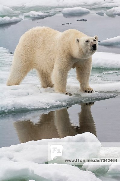 Eisbär  Ursus maritimus  Wasser  Spiegelung  Norwegen  Svalbard