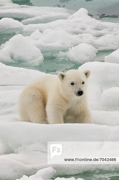 Eisbär  Ursus maritimus  Eis  Norwegen  Svalbard  junges Raubtier  junge Raubtiere