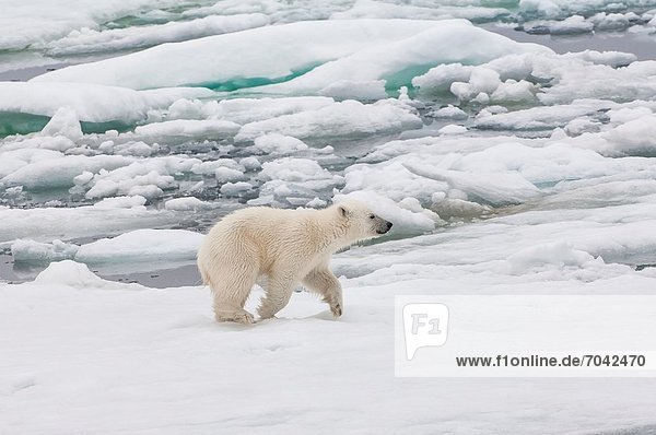 Eisbär  Ursus maritimus  über  rennen  Eis  Norwegen  Svalbard  junges Raubtier  junge Raubtiere