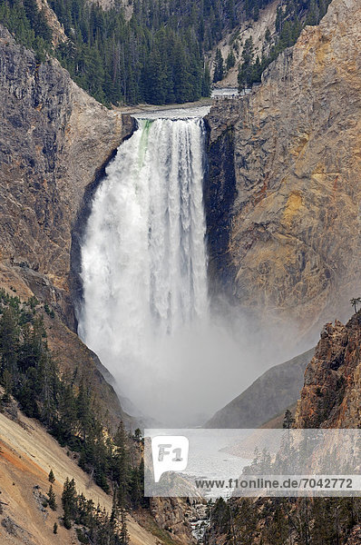 Lower Falls  Wasserfall des Yellowstone River oder Yellowstone-Fluss  Grand Canyon of the Yellowstone  Yellowstone Nationalpark  Wyoming  USA