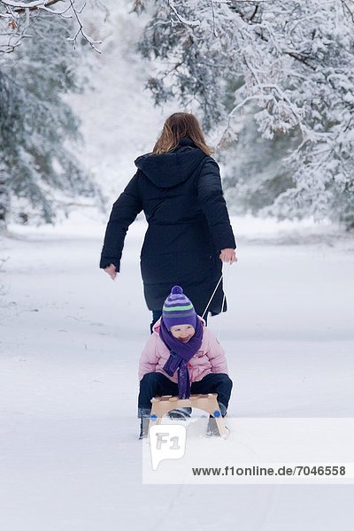 Sled pulling in the snow  family fun