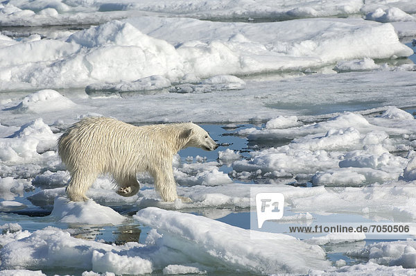 Eisbär oder Polarbär (Ursus maritimus)  Weibchen auf dem Packeis  Svalbard-Archipel  Spitzbergen  Barentssee  Norwegen  Europa