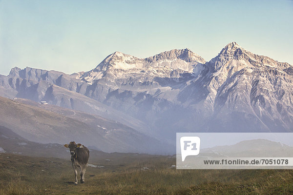 Kuh auf dem Splügenpass  hinten rechts das Teurihorn und links dahinter das Alperschällihorn  Graubünden  Schweiz  Europa