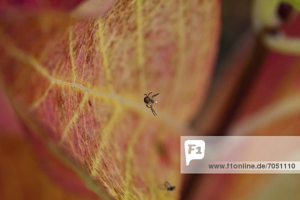 Spinne im herbstlich gefärbten Blatt einer Hortensie (Hydrangea)